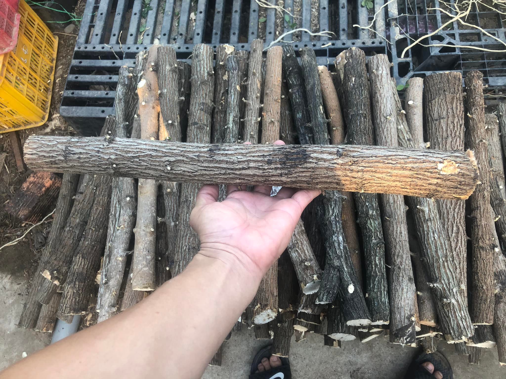 LŨA THẠCH SÙNG CÓ VÕ - CHUYÊN SET UP LAYOUT RỪNG BỂ THỦY SINH 1KG - LŨA THẴNG ĐẸP