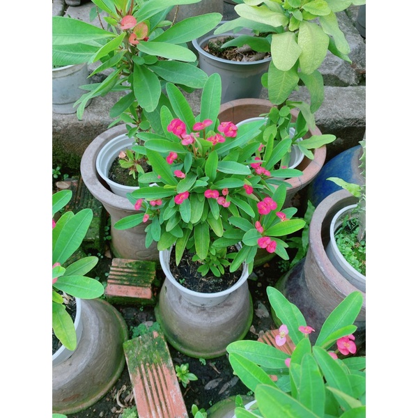 Xương Rồng Bát Tiên