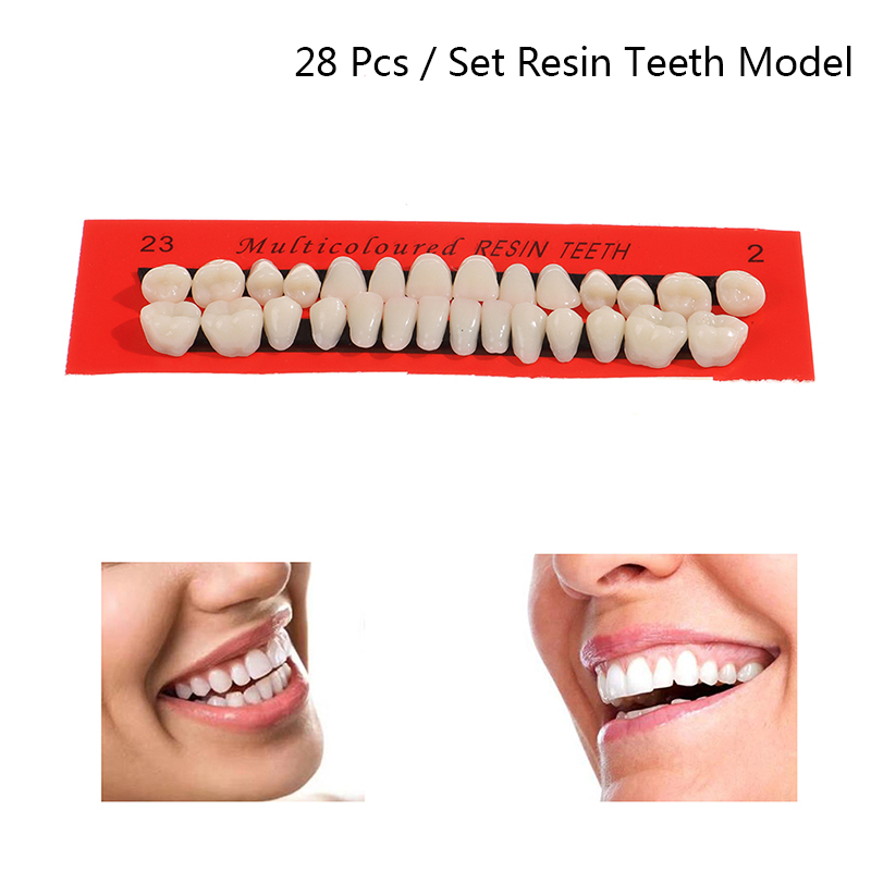 💖【New Production】 28Pcs/Set Resin Teeth Teaching Model Universal False Teeth Dental Material Teeth