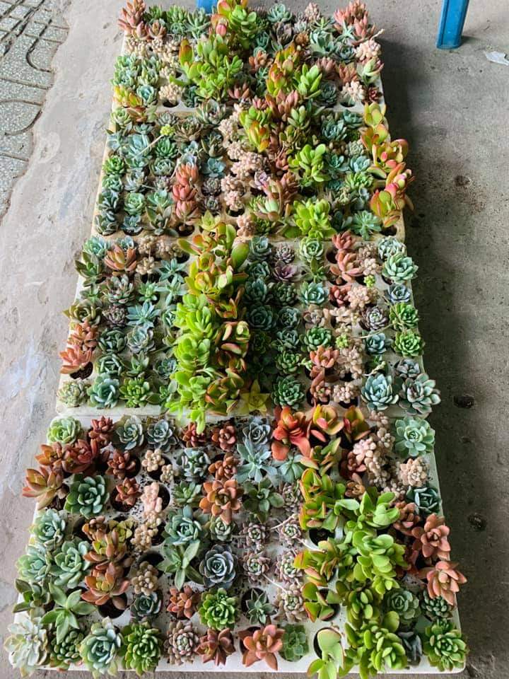 Sen đá mini - Sen đá mini ngẫu nhiên- 1 cây sen đá mini
