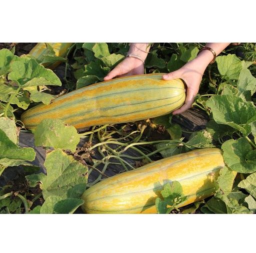 Hạt giống dưa gang trái dài - gói 5 gram
