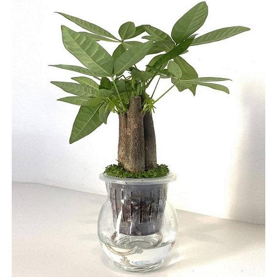 Cây kim ngân 3 thân để bàn kèm bình thủy sinh, Cao 25cm