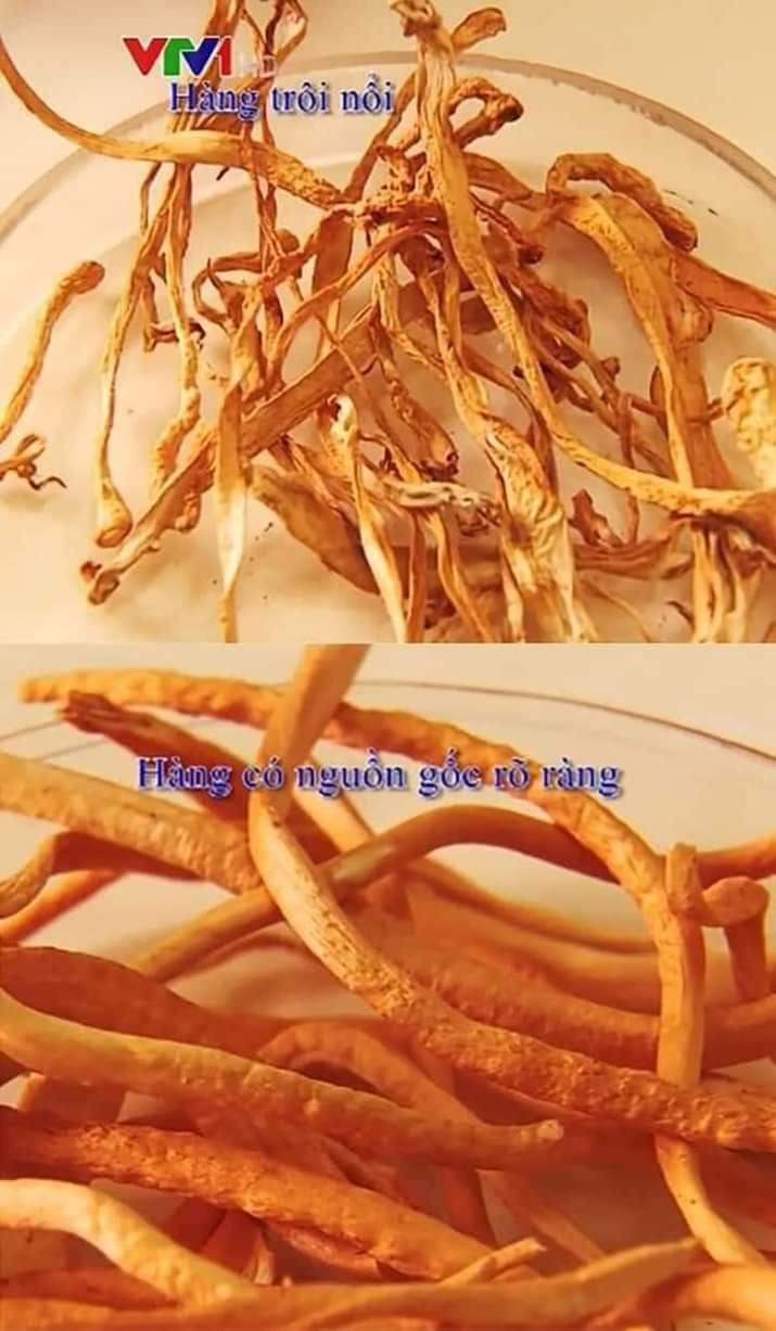 ĐÔNG TRÙNG HẠ THẢO