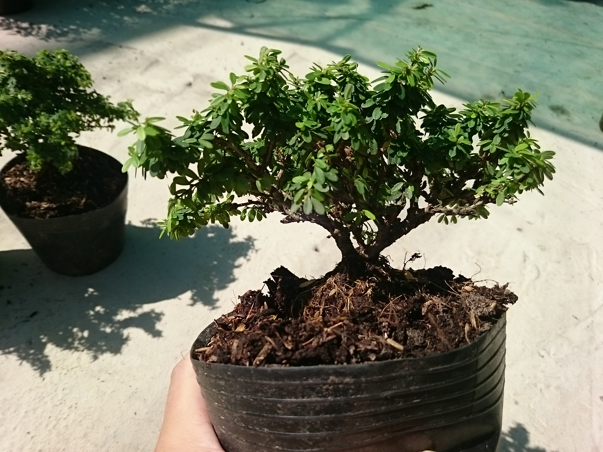 Cây Linh Sam Bonsai - cây cảnh bonsai