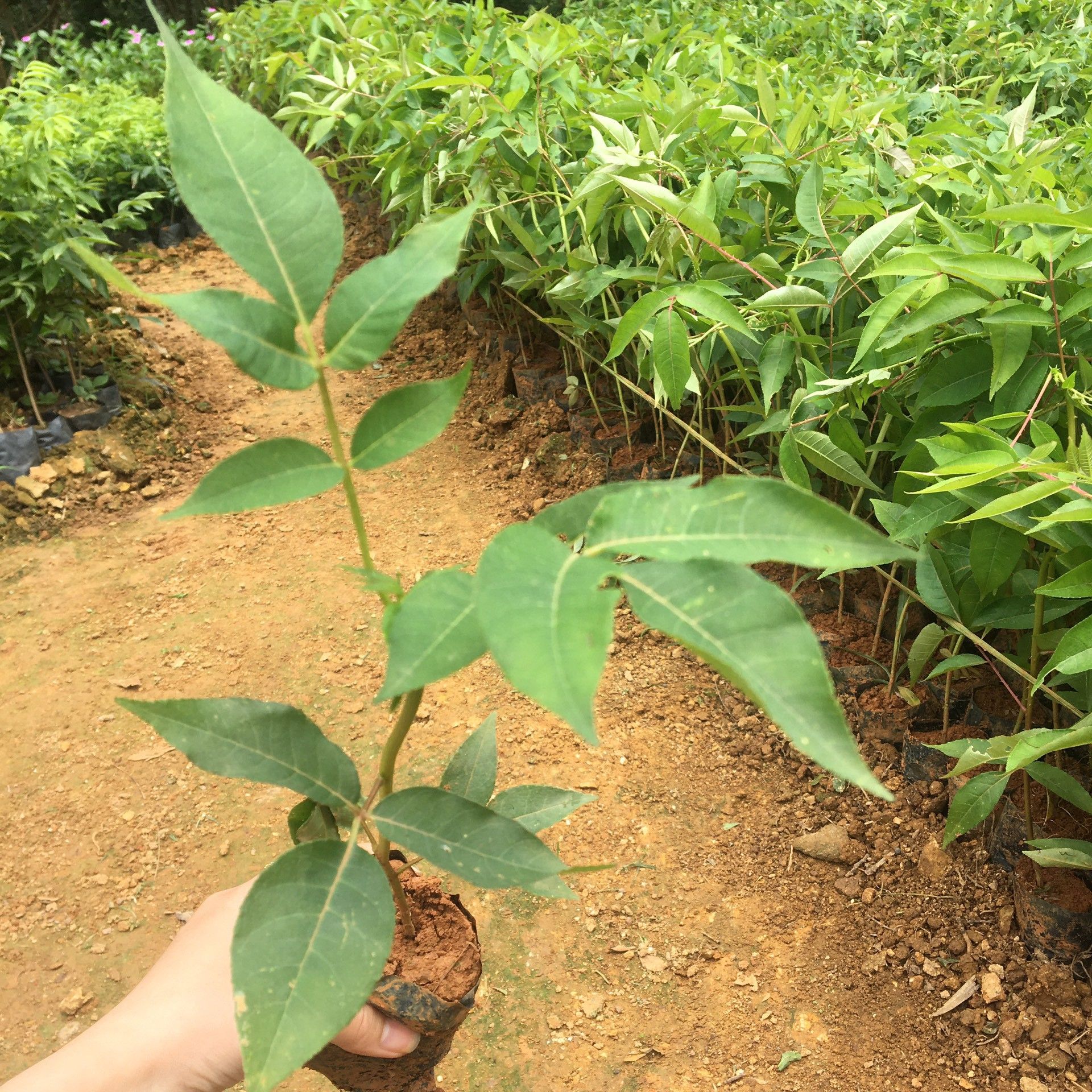 Giống cây Mắc Khén