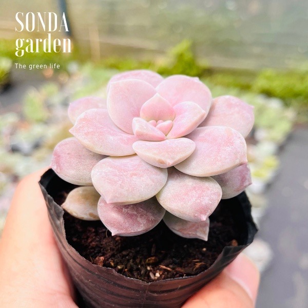 SEN ĐÁ DĨA HỒNG SIZE BÉ LỖI 1 ĐỔI 1