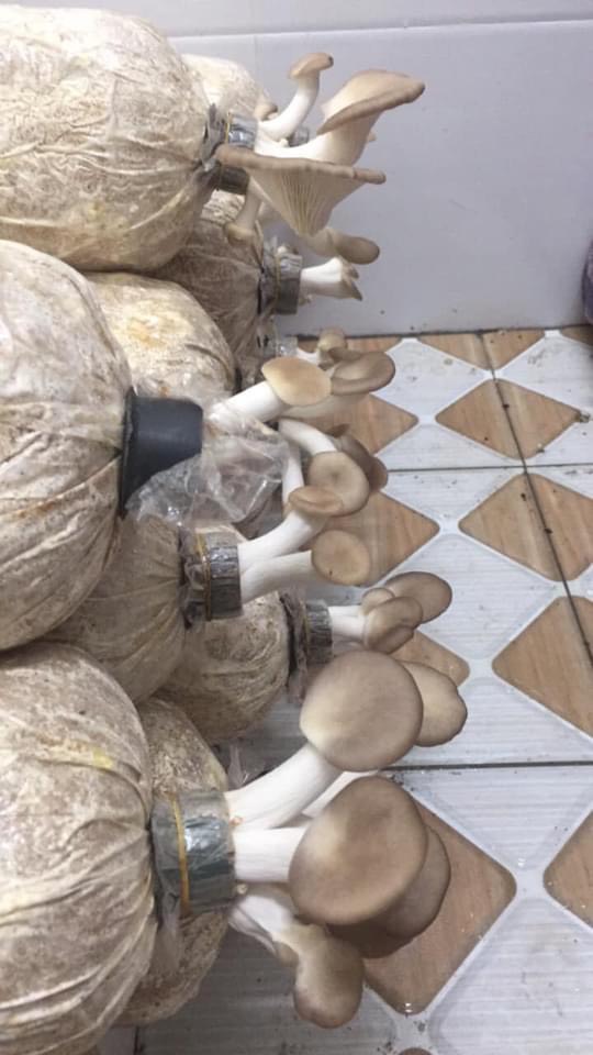 Phôi nấm Bào ngư (1 kiện 9 bịch)