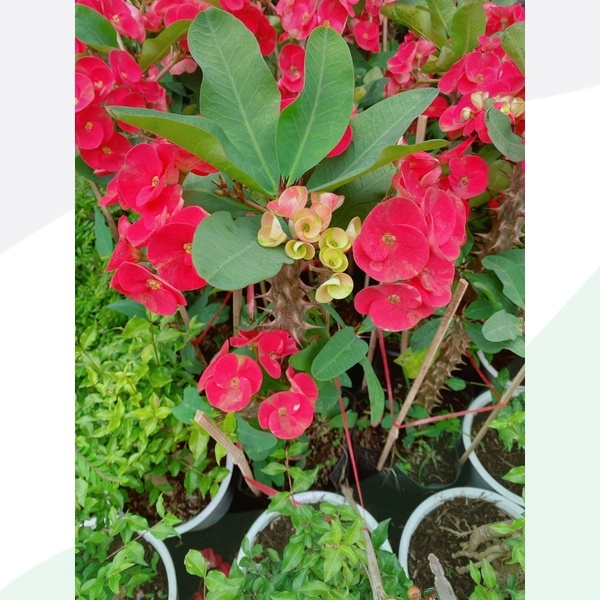 Xương Rồng Bát Tiên Lớn