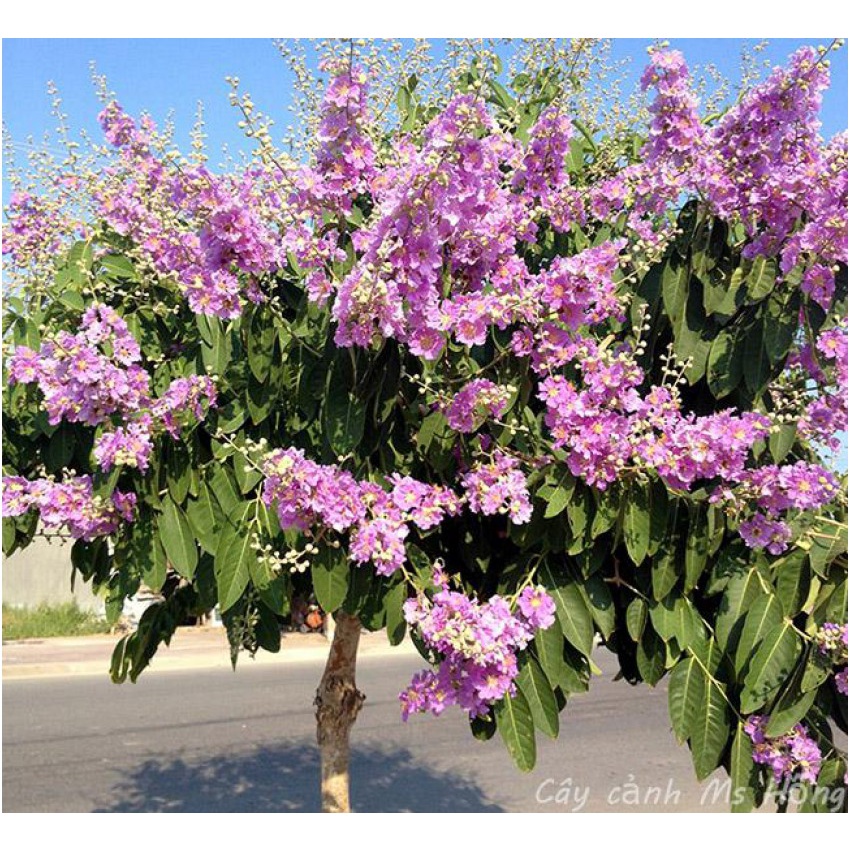 cây giống hoa bằng lăng tím thái