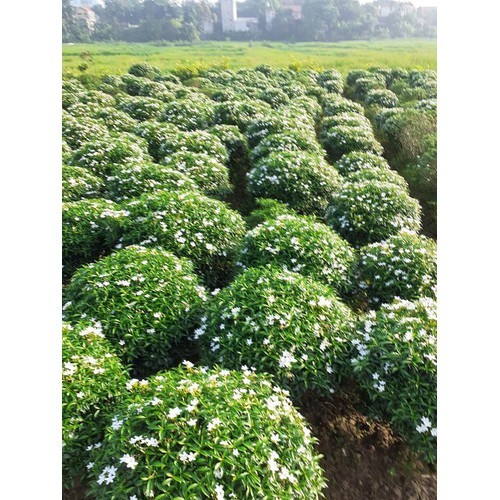 Bầu cây hoa mai vạn phúc size lớn