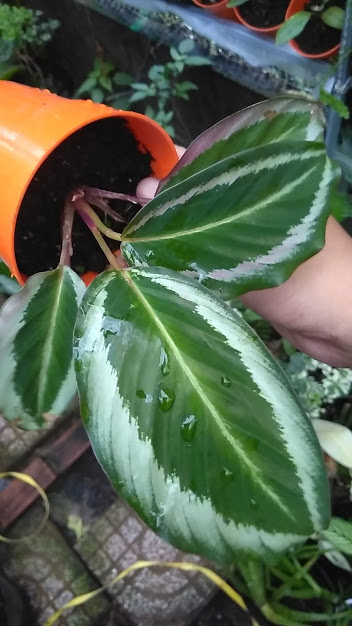 Cây đuôi công xanh viền trắng