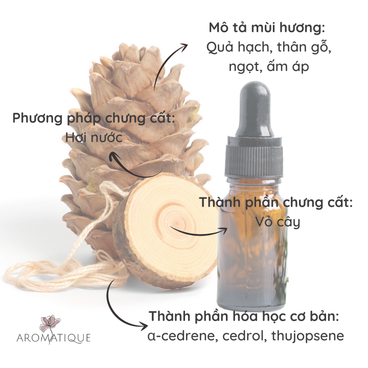 Tinh Dầu Gỗ Tuyết Tùng (Hoàng Đàn) Nguyên Chất Thiên Nhiên, Mùi Gỗ Ấm, xông thơm phòng, khử mùi cơ thể, massage thư giãnChai 10ml