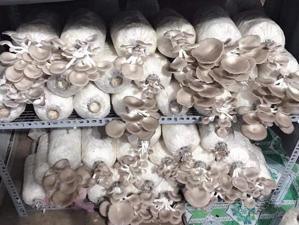 Phôi nấm Bào ngư (1 kiện 9 bịch)
