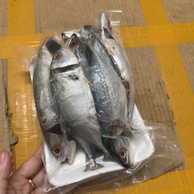 Cá bạc má đông lạnh - Khay 500Gr (Giao Tphcm)