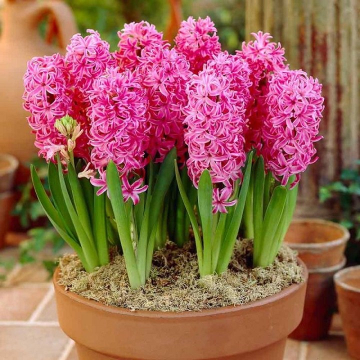 1 Củ hoa tiên ông nhiều màu