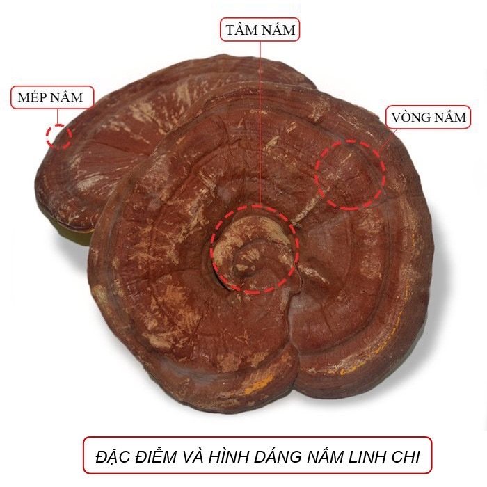 Nấm Linh Chi Hàn Quốc Thái Lát 1kg