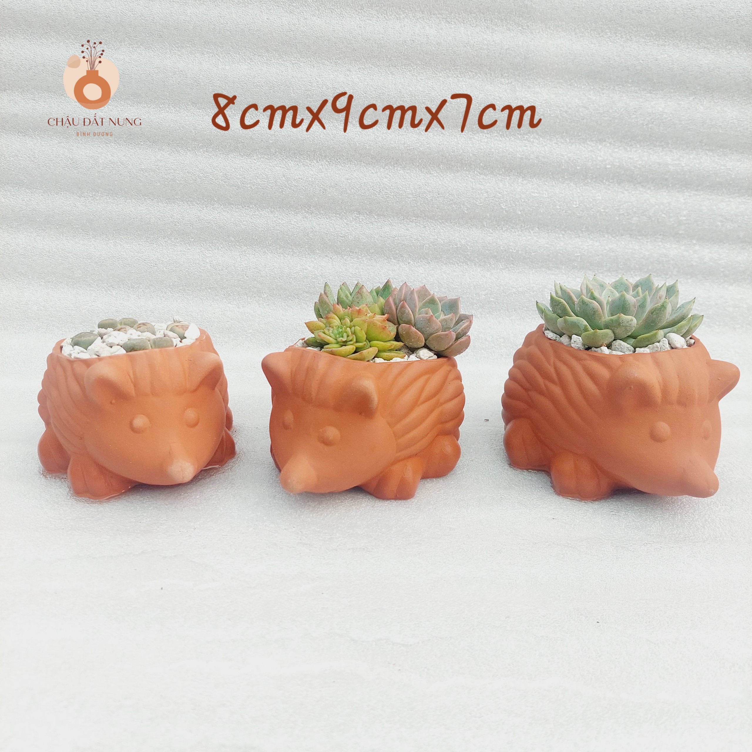 Chậu đất nung Bình Dương - Nhím con, miệng chậu 8cm đến 9cm, chiều cao 7cm