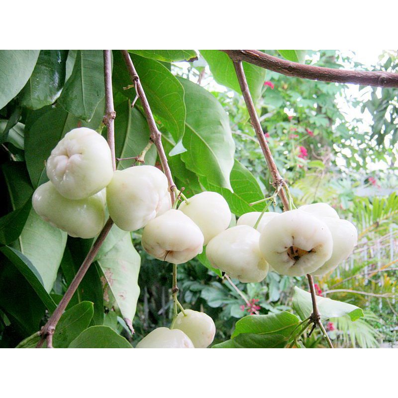 Cây mận trắng sữa
