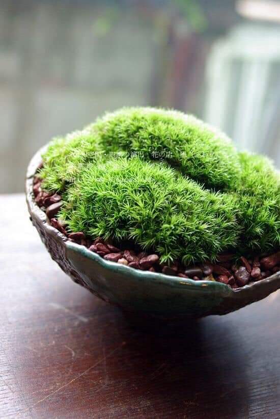 Rêu tươi dùng làm tiểu cảnh, terrarium