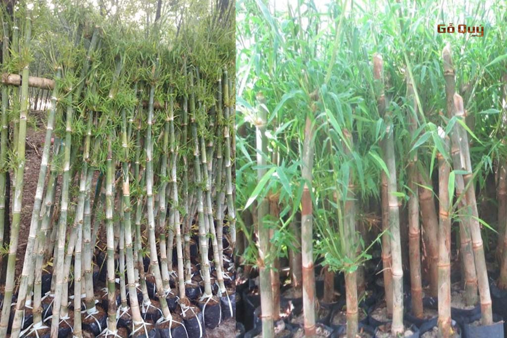 cây giống cây tầm vông