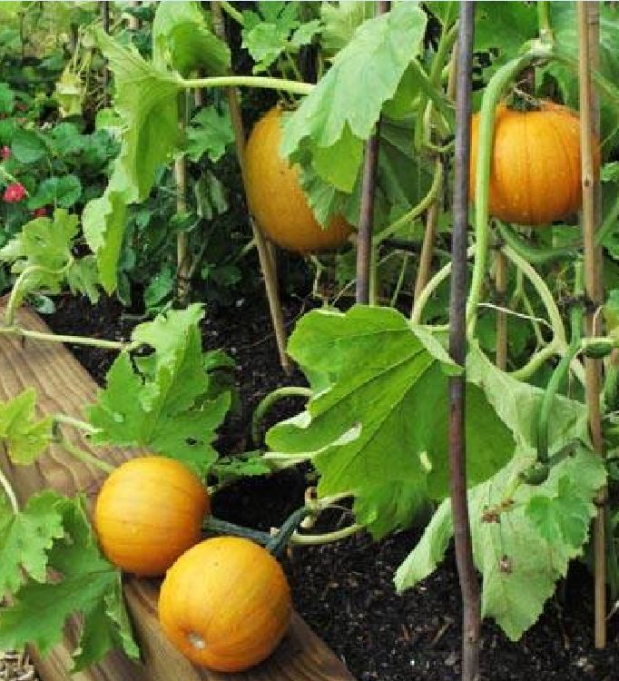 Hạt giống bí ngô mặt trời gói 10 hạt
