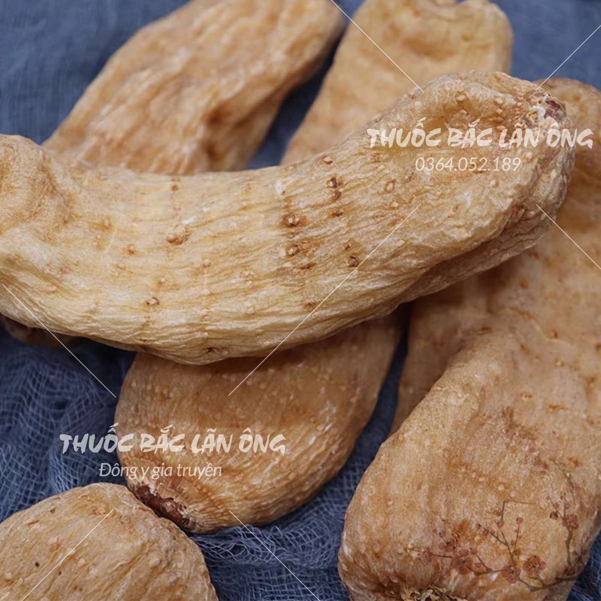 Củ thiên ma khô 100g (Hàng loại 1, khô, to đẹp)