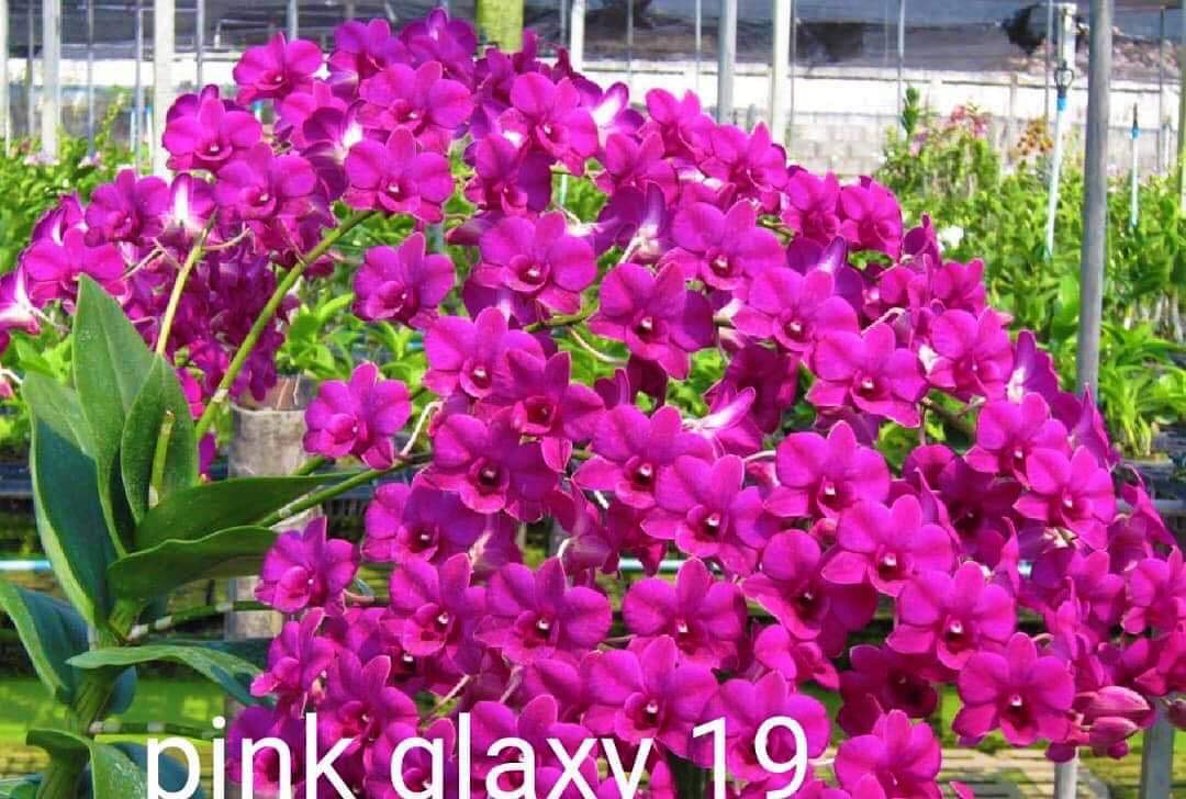 Hoa lan denro pink galaxy