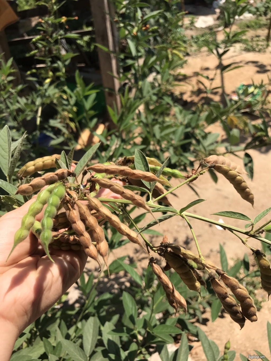 Hạt đậu săng (đậu chiều) Đắk Lắk gói 500gr/1kg