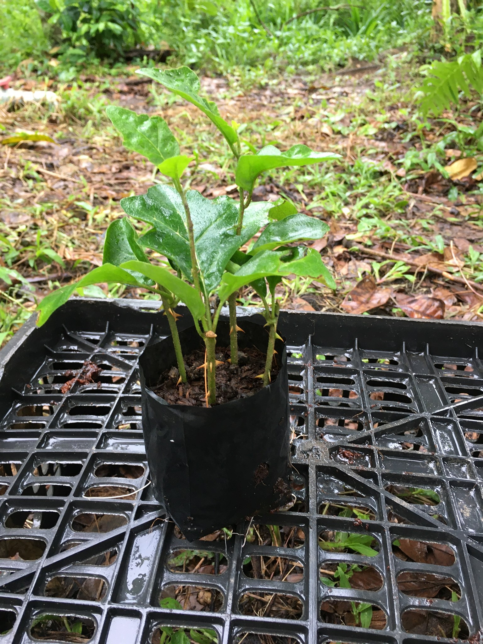 Cây giống cà gai leo