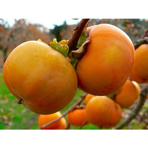 Cây giống hồng giòn nhật bản