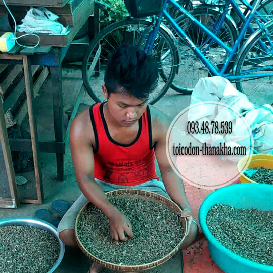 Dầu hít Miến Điện Myanmar hsd 6/2027