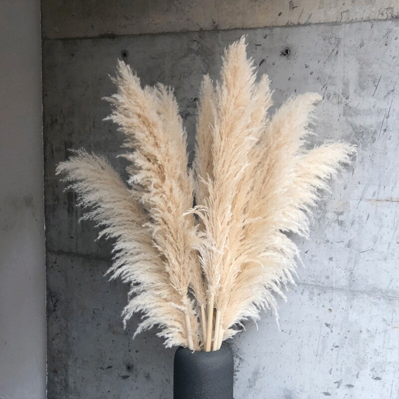 Fluffy Large Dried Pampas Grass Boho Wedding Arrangement Decor Long Plumes Preserved Pink Beige Reed Pampasgras Bleached White