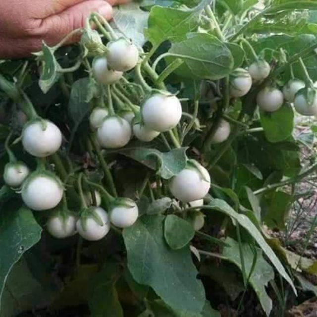 Eggplant seeds cannon White, super crunchy, growing healthy, high yield -shallow gold