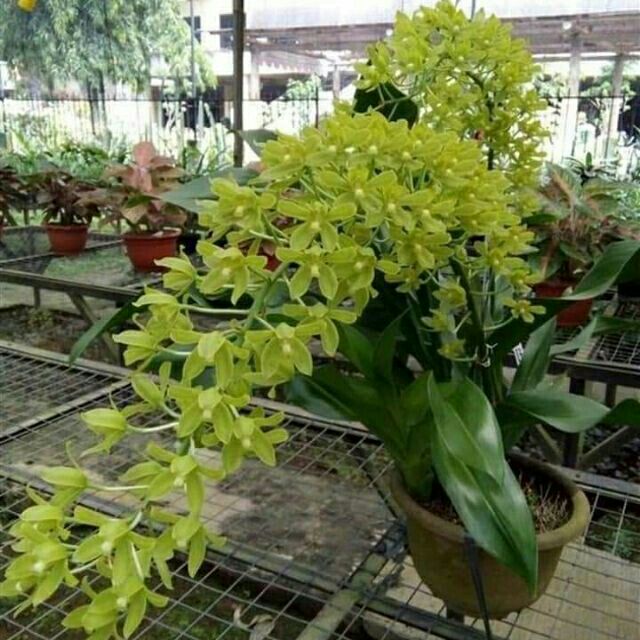LAN HOÀNG HẬU (THANH ĐẠM)