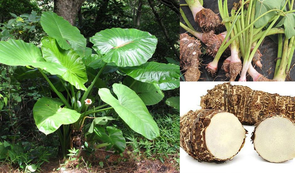Cây ráy +củ ráy( mua 2 củ tặng 1 củ nhỏ )