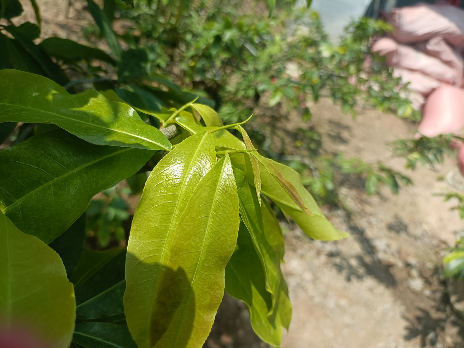 BUNG ĐỌT MAI VÀNG (SIÊU BUNG ĐỌT 1 LÍT)