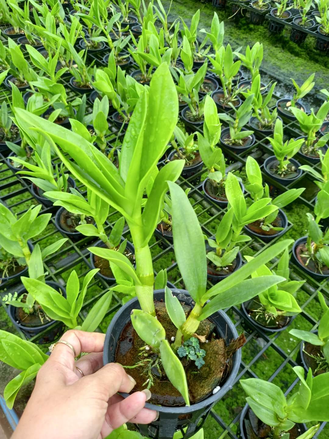 HOA LAN BÀ LIỄU XƯA
