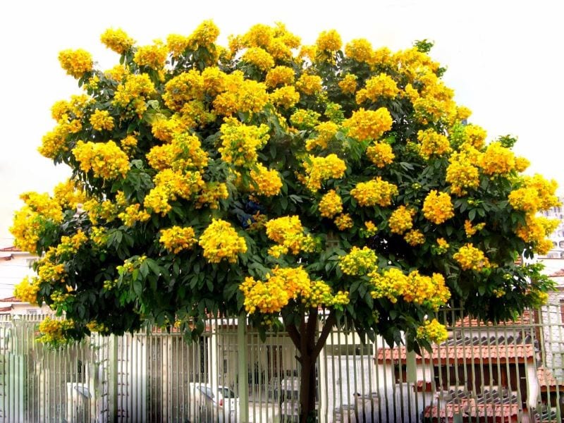 Cây Giáng Hương - cây giống