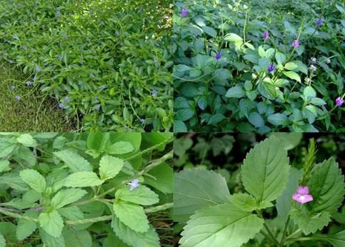 Cây Giống Cỏ Đuôi Chuột Hoa Tím
