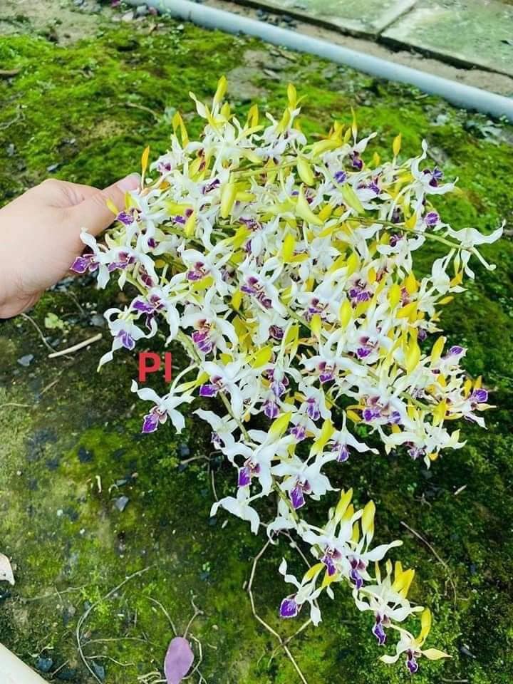 Denro nắng u thái siêng hoa cực kì dể trồng dể chăm chậu bán trưởng thành f12