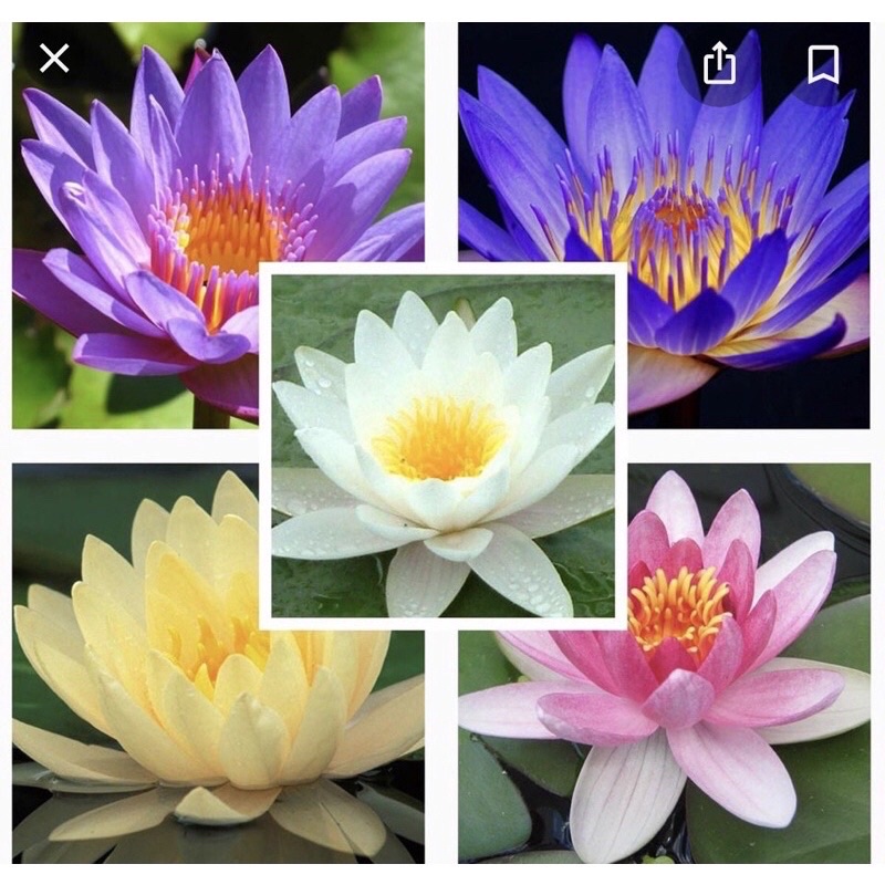 củ súng mini