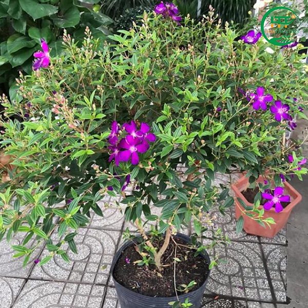 CÂY SIM TÍM LOẠI TO ĐẸP