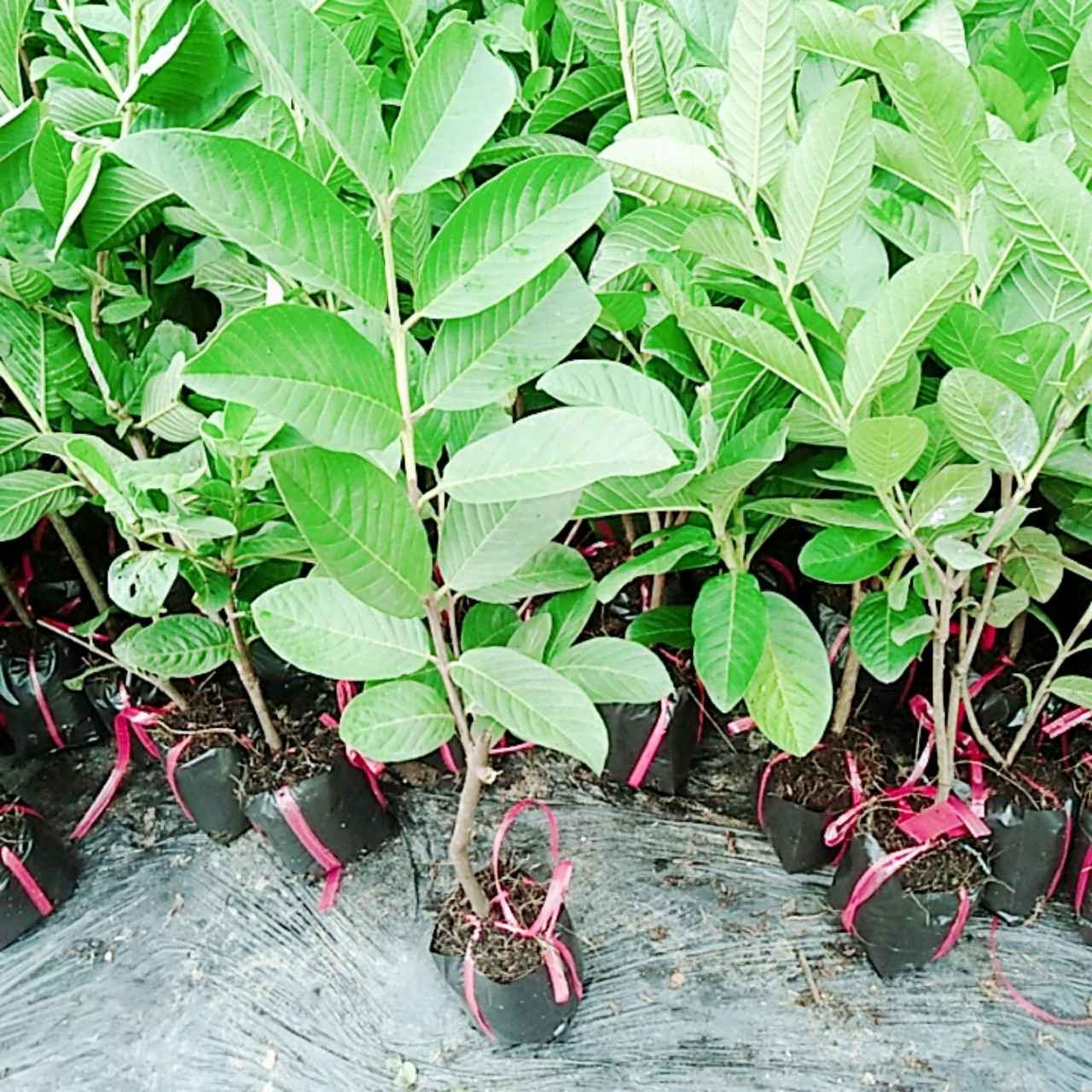 Cây Ổi Nữ Hoàng