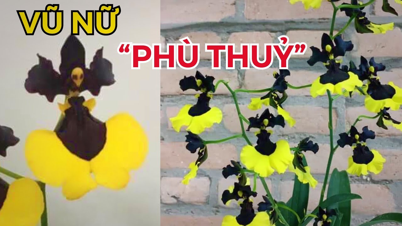 Hoa lan vũ nữ phù thủy( vũ nữ mặt quỷ) hàng giống