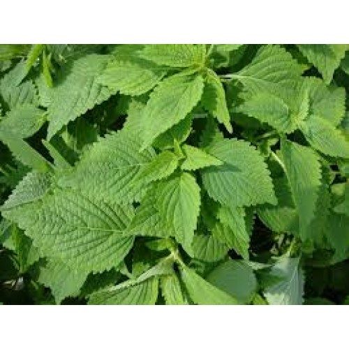 Hạt giống rau kinh giới ta (rất thơm)
