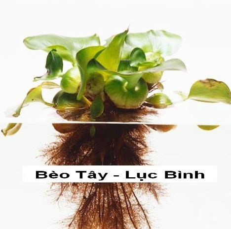 cây Lục bình lùn- Bèo Tây lục bình lùn