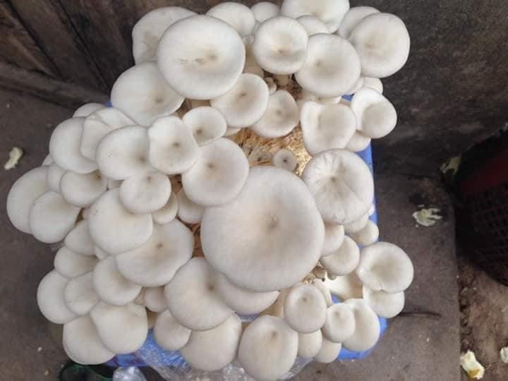 Phôi nấm Sò thái (1 kiện 9 bịch)