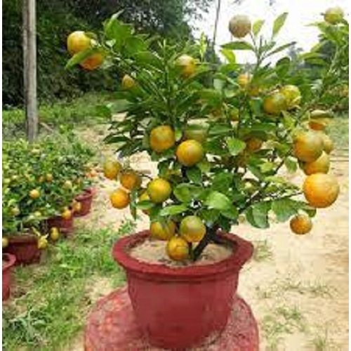 cây giống quất chua (tắc chua) thái, quả vàng
