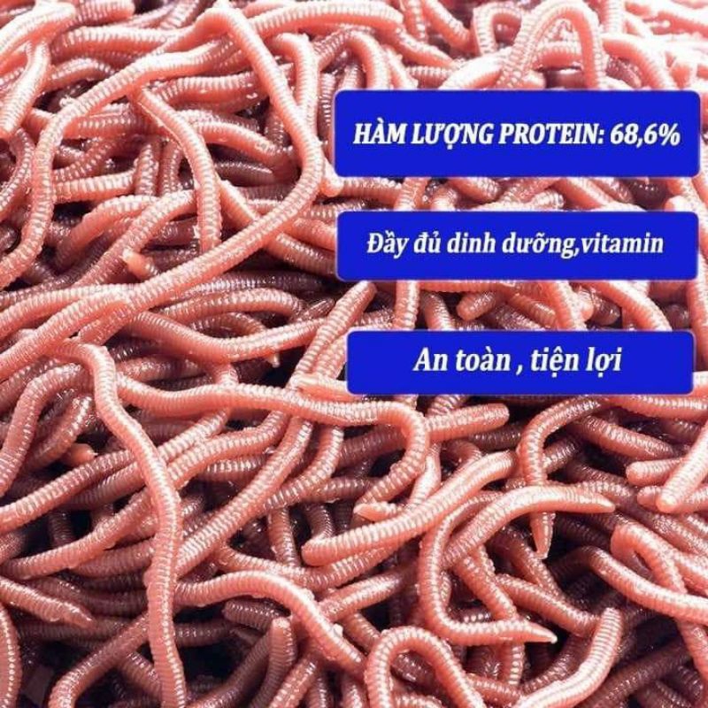 Thức ăn cho cá_Hạt trùn quế sấy khô