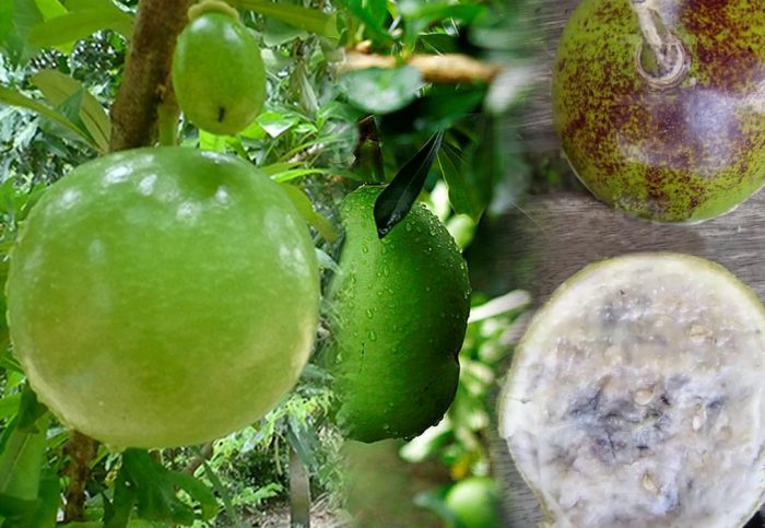 cây đào tiên trường sinh giống